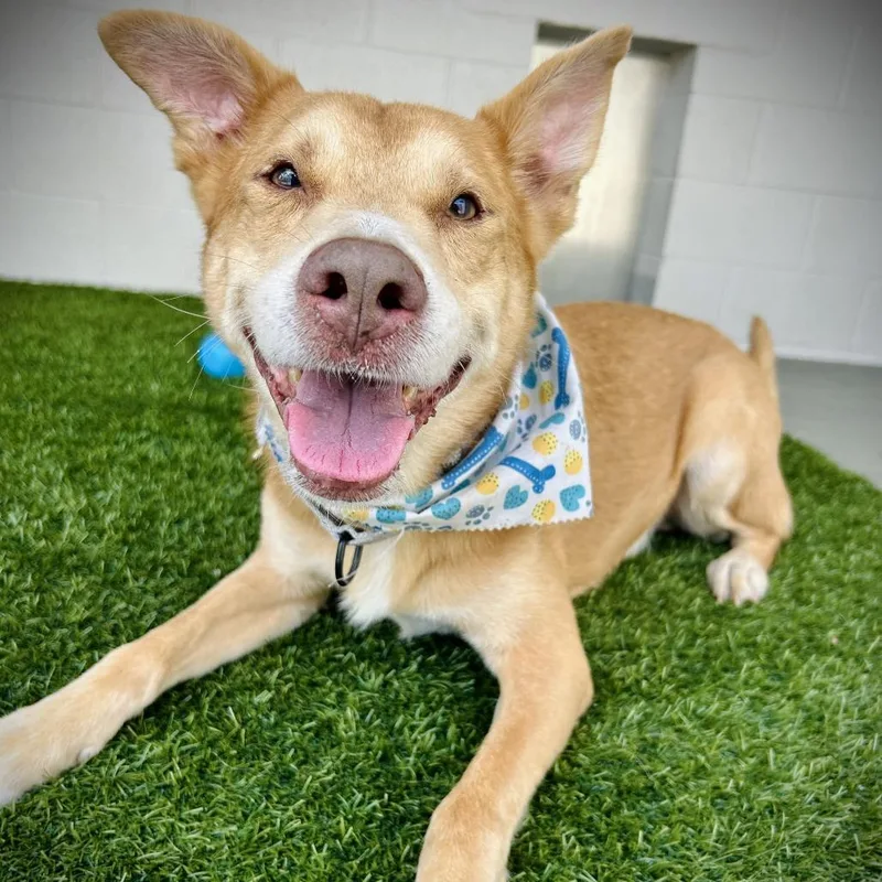 A senior medium-sized male Yellow / Tan / Blond / Fawn Mixed Breed dog named August for adoption in Englewood, FL