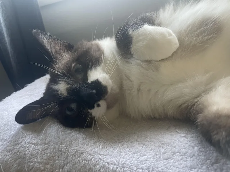 A young medium-sized male Buff / Tan / Fawn Snowshoe cat named Ricky for adoption in Milwaukee, WI