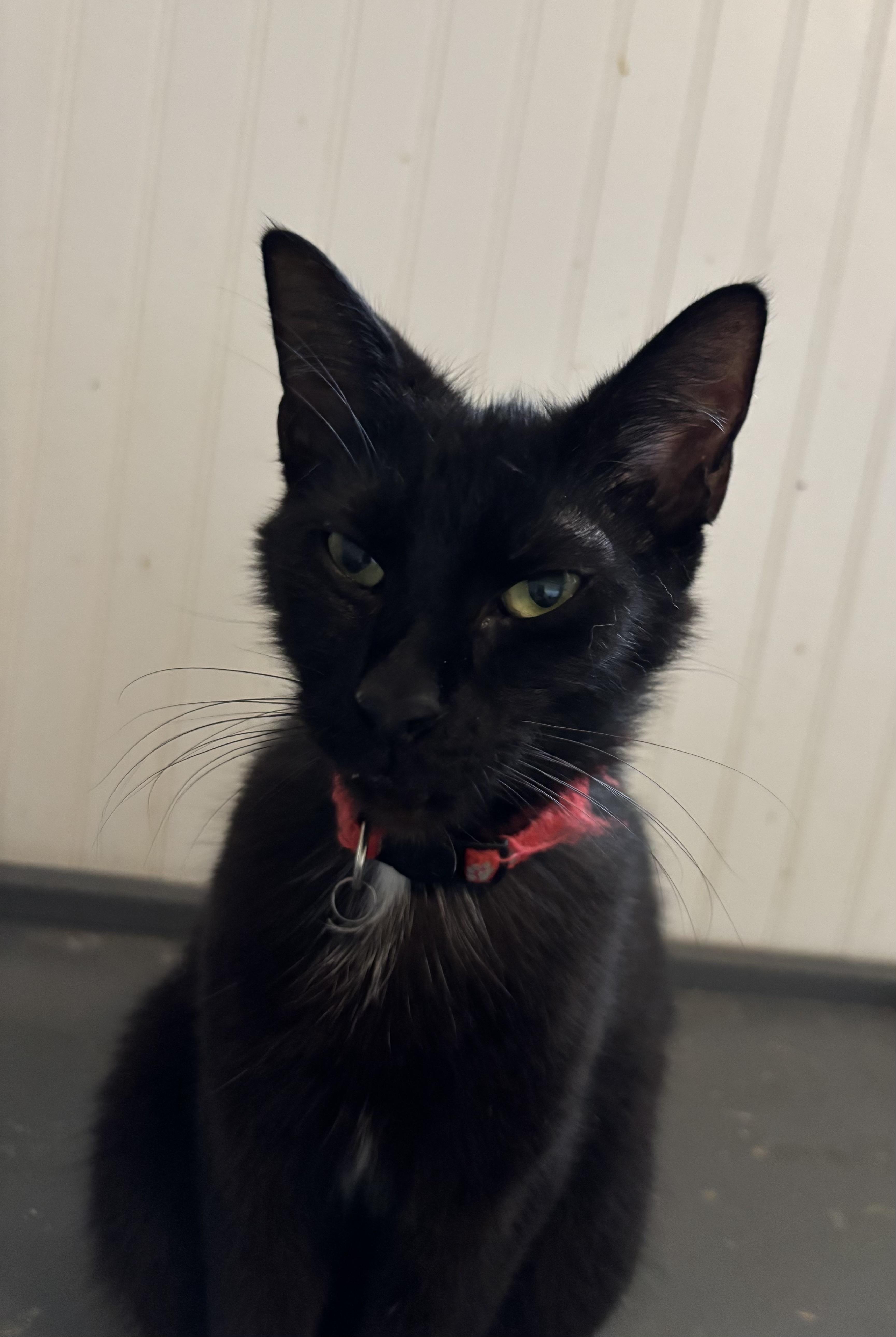 An adult medium-sized male Black Domestic Short Hair cat named Atticus for adoption in Hemingway, SC