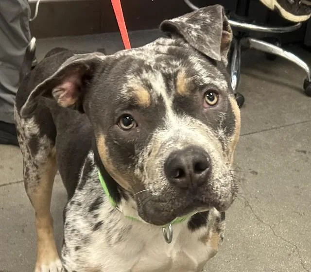 A young large-sized male Bullmastiff dog named Kido for adoption in Tucson, AZ