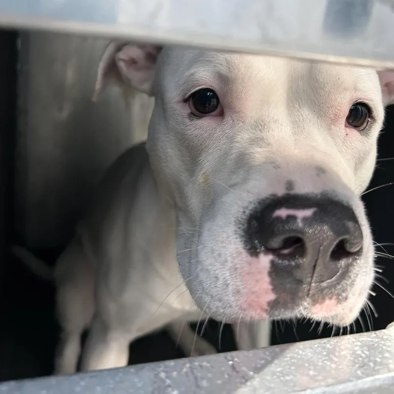 An adult medium-sized female White / Cream Pit Bull Terrier dog named Rice Pudding for adoption in Greensboro, NC