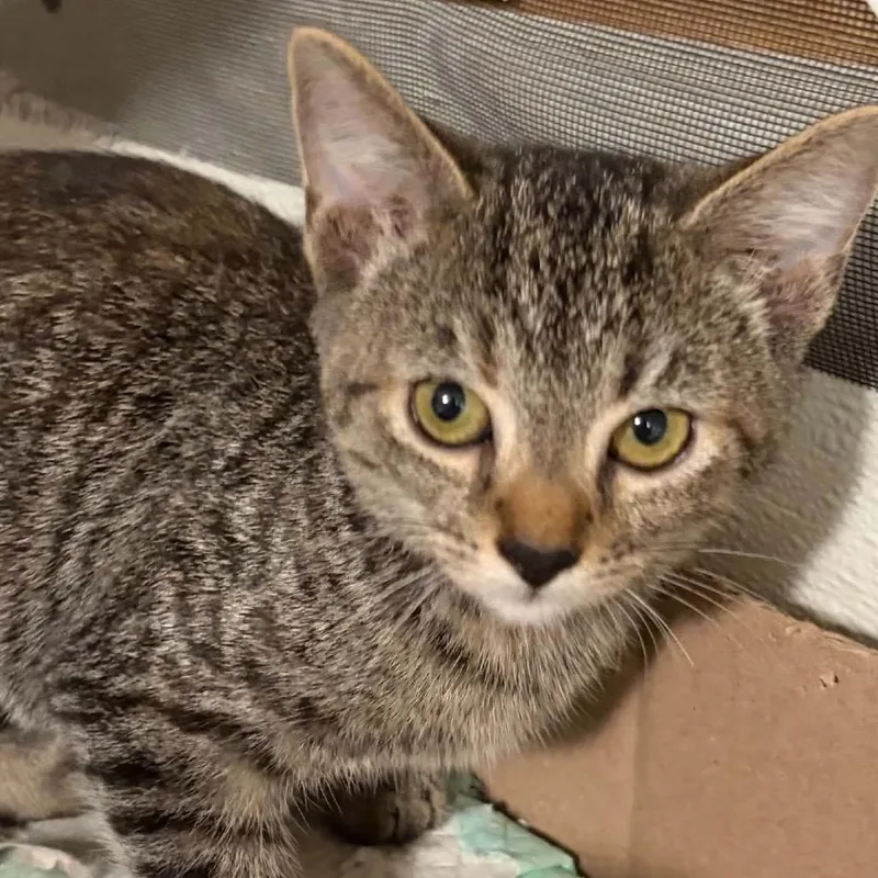 A baby small-sized female Brown / Chocolate Domestic Short Hair cat named Miss Cherry for adoption in Inwood, WV