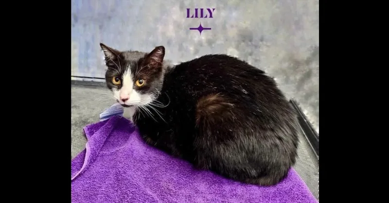 An adult medium-sized female Black & White / Tuxedo Domestic Short Hair cat named Lily for adoption in Chalfont, PA