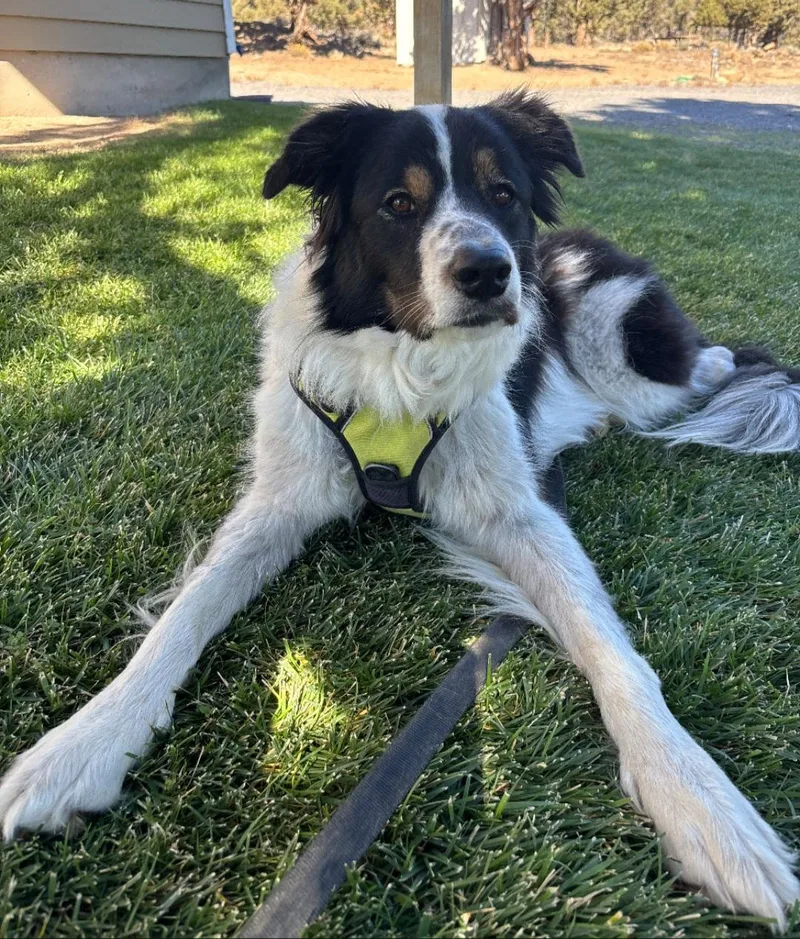 A young medium-sized female Tricolor (Brown, Black, & White) Border Collie dog named Meg for adoption in Bend, OR