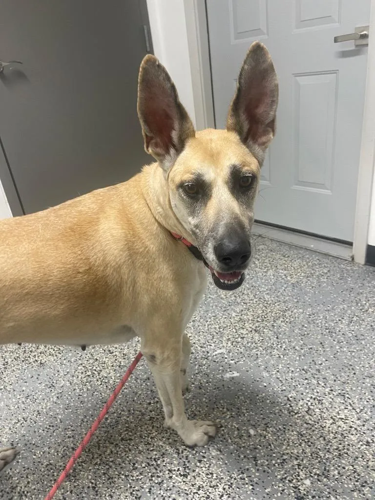 A young medium-sized female Shepherd dog named Roo for adoption in Seven Points, TX