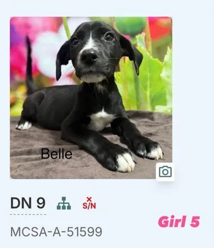 A baby large-sized female Border Collie dog named Belle for adoption in Morton Grove, IL