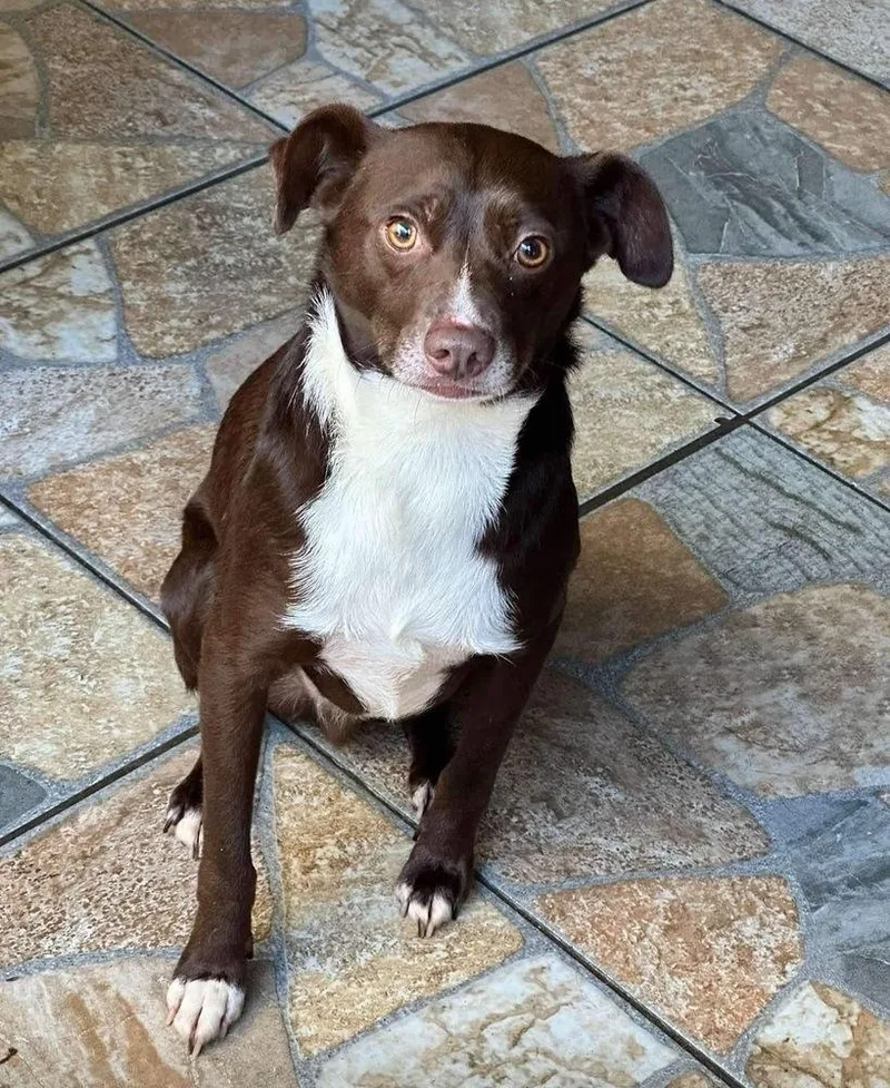 An adult medium-sized male Brown / Chocolate Shepherd dog named Razo for adoption in San Francisco, CA
