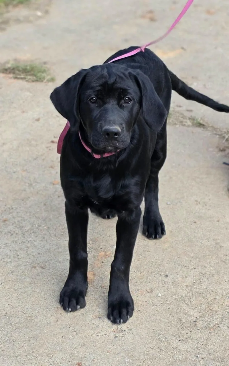 A baby medium-sized female Black Labrador Retriever dog named Rainey for adoption in Woodsfield, OH