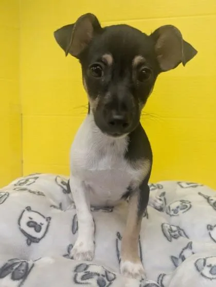 A baby small-sized female Chihuahua dog named Jayden for adoption in Houston, TX