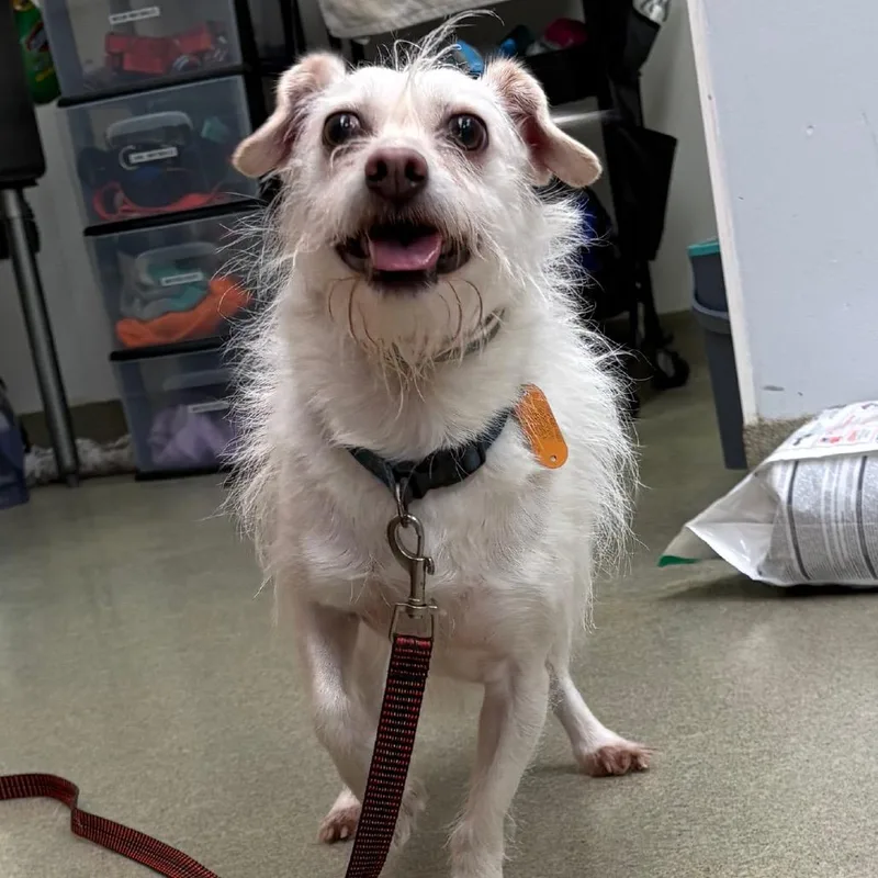 An adult small-sized male Yellow / Tan / Blond / Fawn Terrier dog named Rex for adoption in Birdsboro, PA