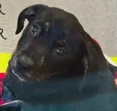 A young large-sized female Labrador Retriever dog named Teeter Totter for adoption in Kansas City, MO