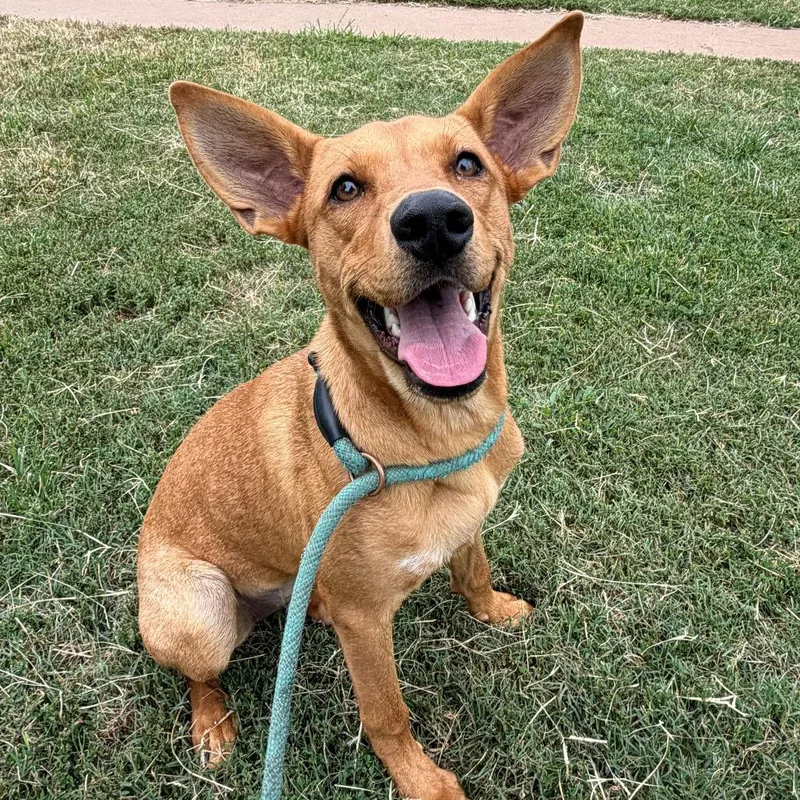 A young medium-sized female Red / Chestnut / Orange Carolina Dog dog named Kanga for adoption in Stillwater, OK