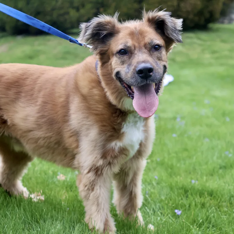 Bo "bobo"  Housebroken thumbnail 2