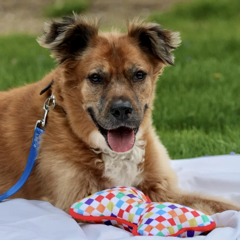 Bo "bobo"  Housebroken thumbnail 3