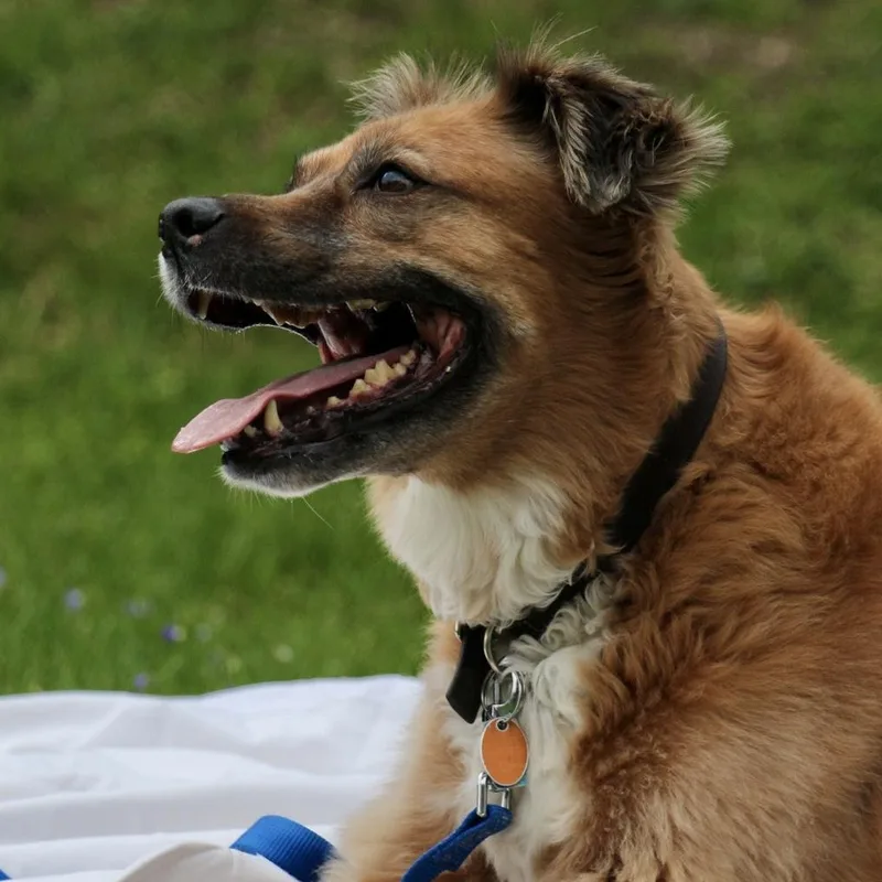 Bo "bobo"  Housebroken thumbnail 4