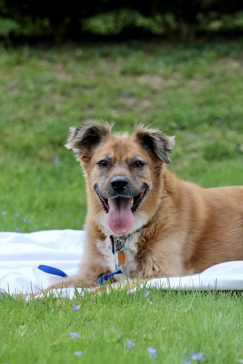 Bo "bobo"  Housebroken thumbnail 5