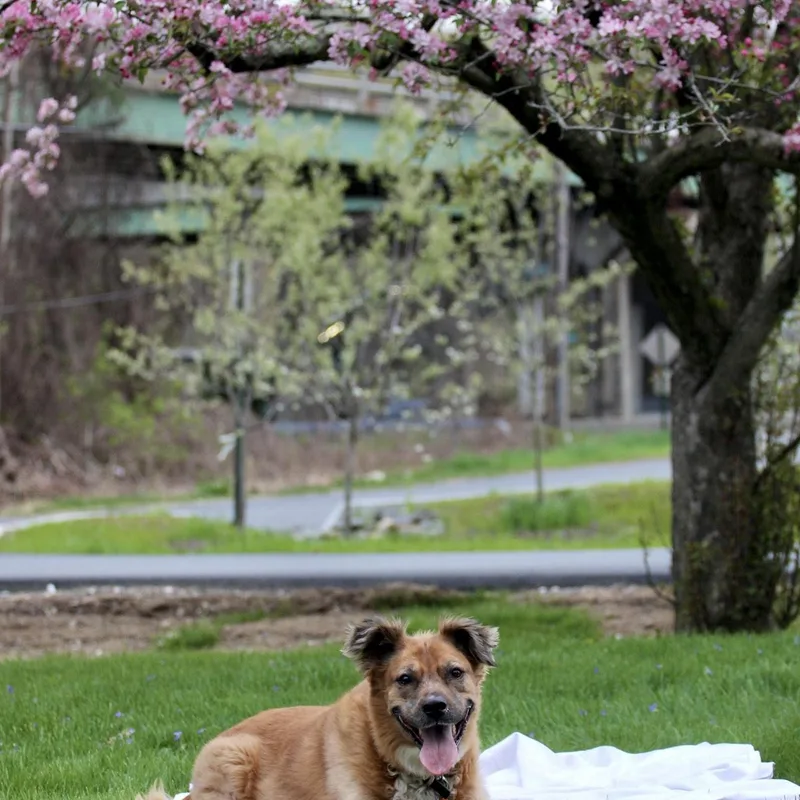 A senior large-sized male Golden Golden Retriever dog named Bo "bobo"  Housebroken for adoption in Goldens Bridge, NY