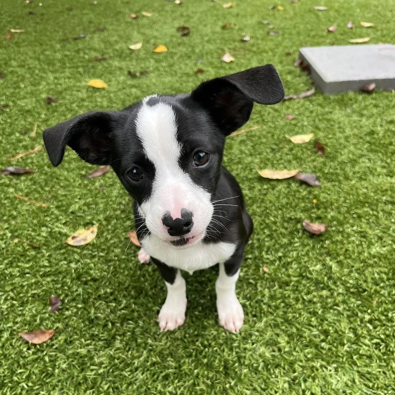 A baby small-sized male Chihuahua dog named Rigatoni for adoption in Salisbury, NC