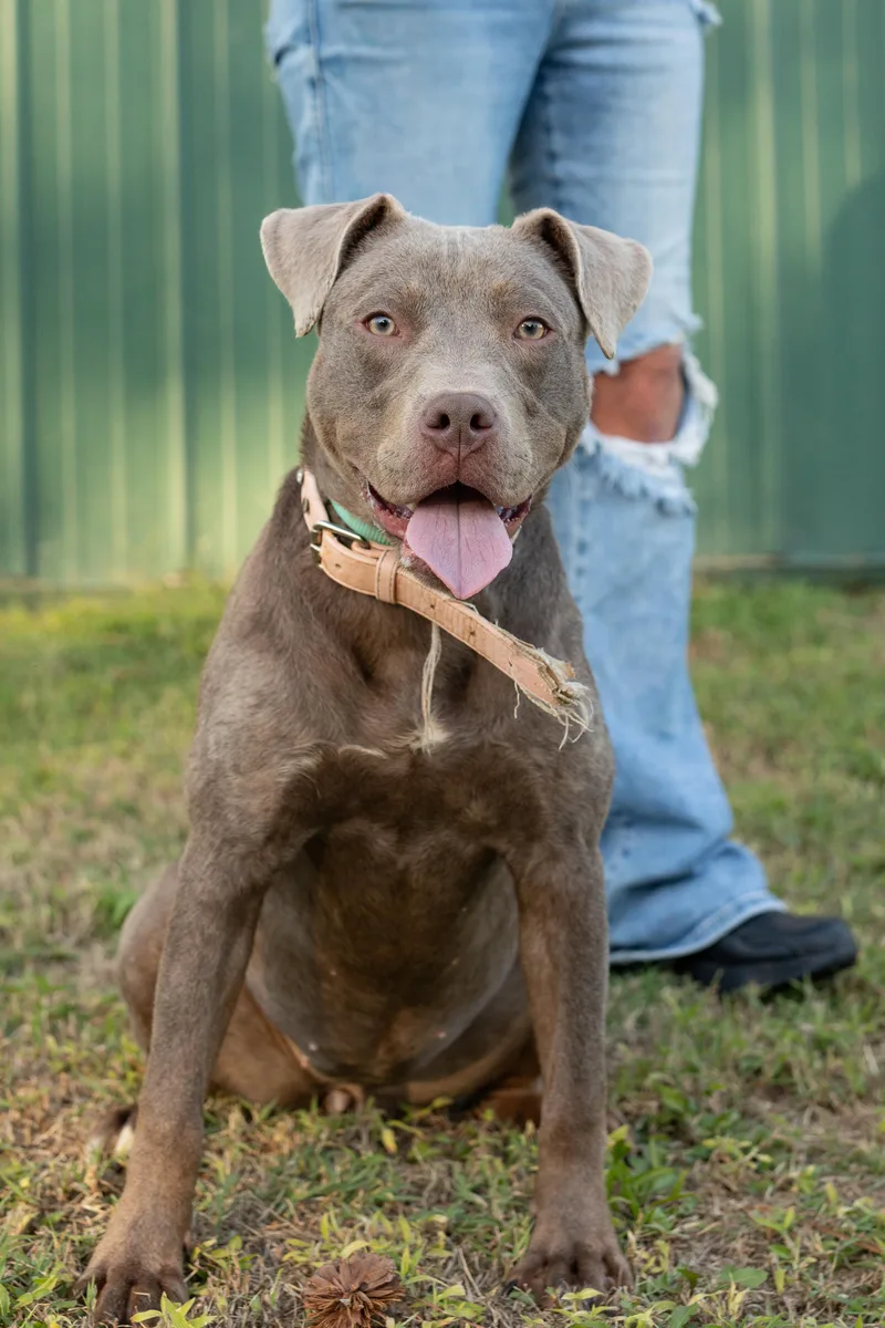 A young medium-sized female Pit Bull Terrier dog named Kyra for adoption in Dixon, KY