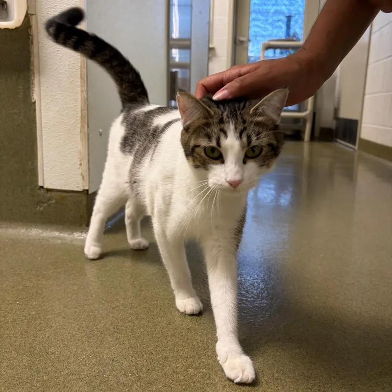 An adult medium-sized female Brown / Chocolate Domestic Short Hair cat named Jelly for adoption in Harrisonburg, VA