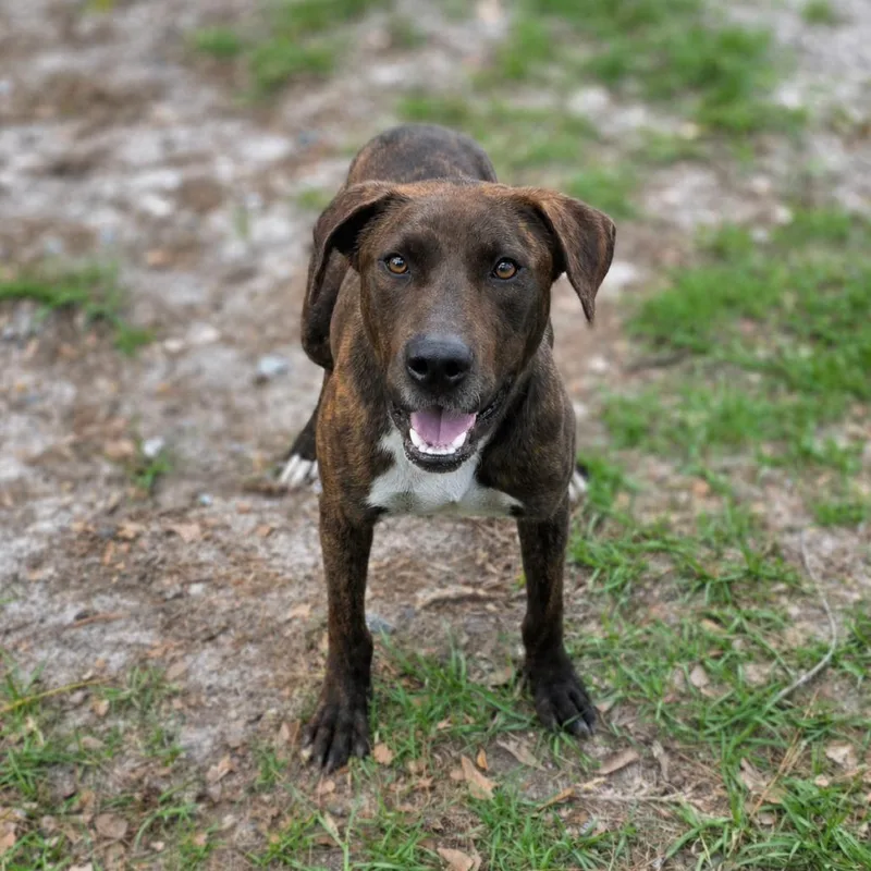 A young medium-sized male Brindle Mixed Breed dog named Buddy for adoption in Valdosta , GA