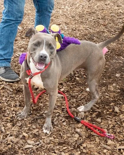 An adult large-sized female Mixed Breed dog named Cinnamon Crunch for adoption in Chamblee, GA