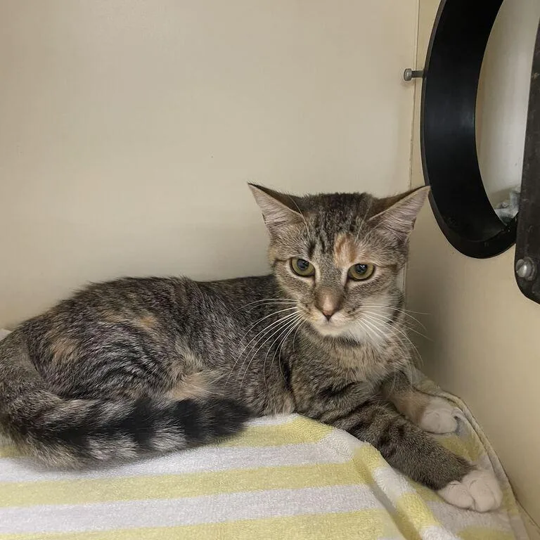 A young medium-sized female Brown / Chocolate Domestic Short Hair cat named Miss Honey for adoption in Newark, DE