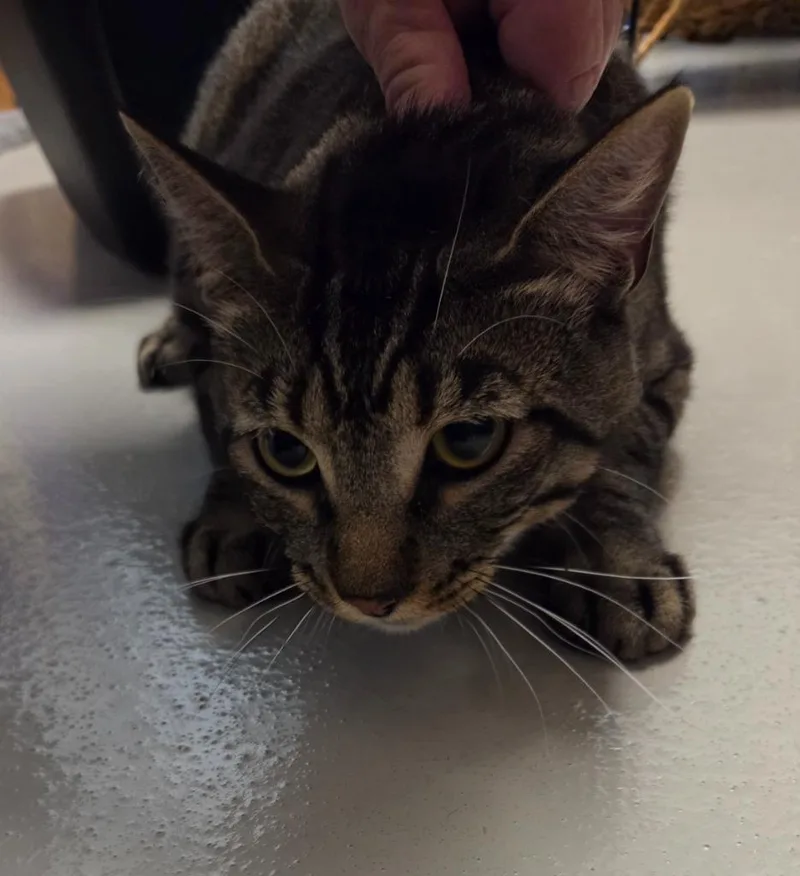 An adult large-sized male Domestic Short Hair cat named Tiger for adoption in Bossier City, LA