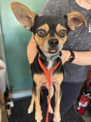 A young small-sized male Black Chihuahua dog named Muenster for adoption in Phoenix, AZ