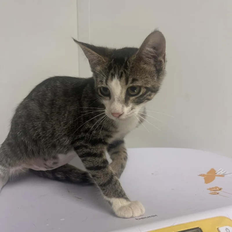A baby small-sized female White Domestic Short Hair cat named Ulani for adoption in Hattiesburg, MS