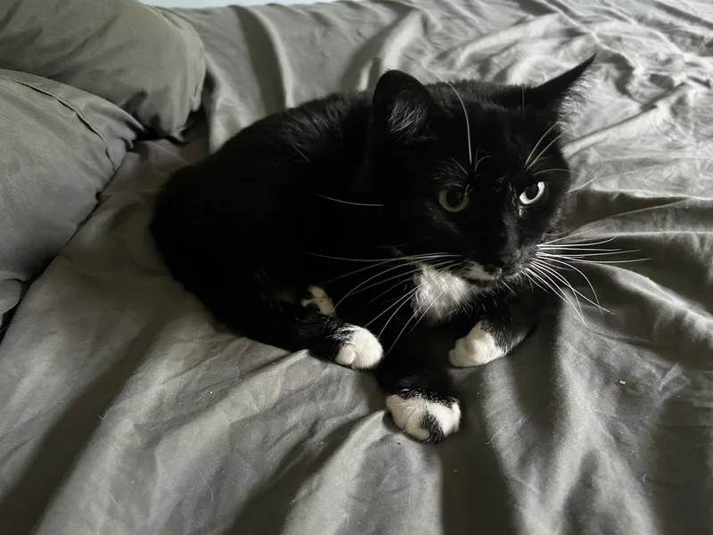 Socks thumbnail 2