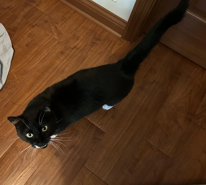 Socks thumbnail 6