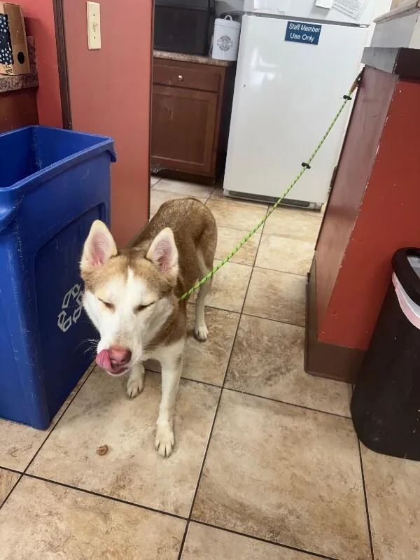 An adult large-sized female Red / Chestnut / Orange Mixed Breed dog named Daffodil for adoption in Cincinnati, OH