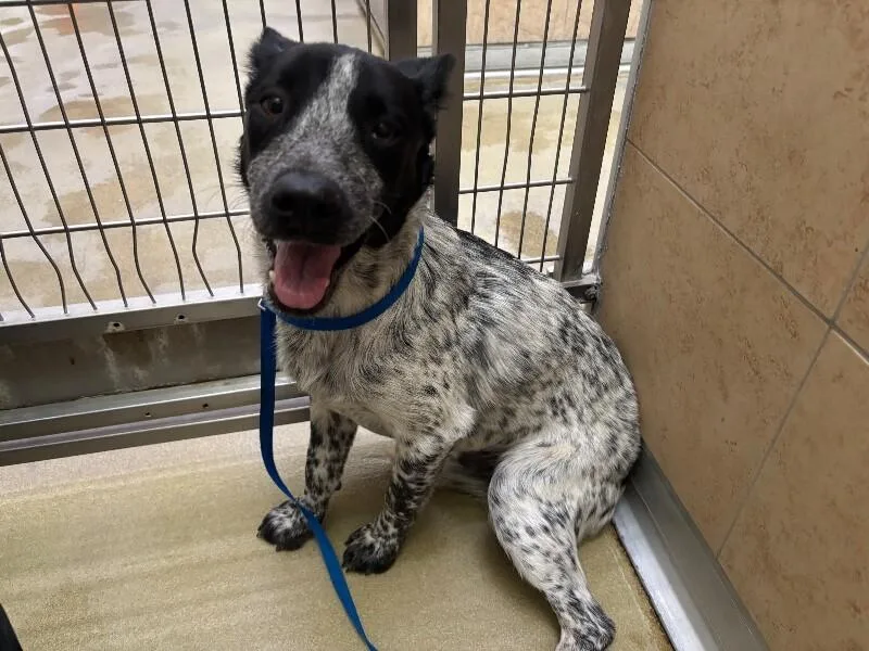 An adult medium-sized male Gray / Blue / Silver Mixed Breed dog named Cody for adoption in Hobbs, NM