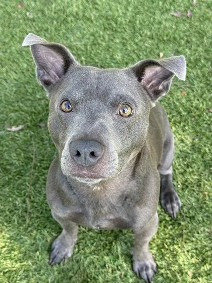 An adult medium-sized male Pit Bull Terrier dog named Welly for adoption in Daytona Beach, FL