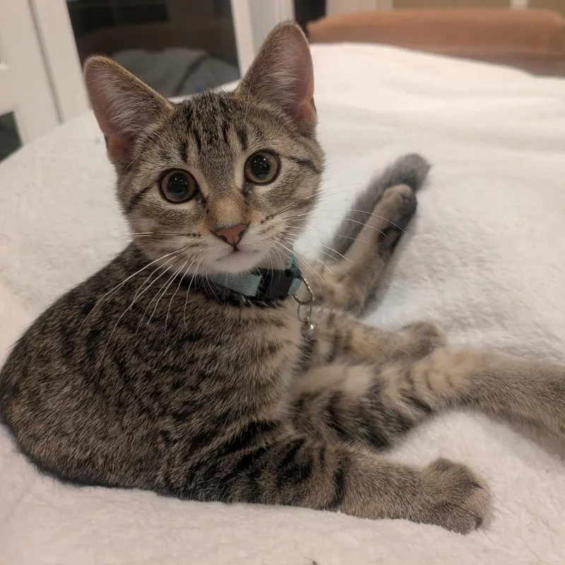 A baby small-sized female Brown / Chocolate Domestic Short Hair cat named Purrsephone for adoption in Inver Grove Heights, MN