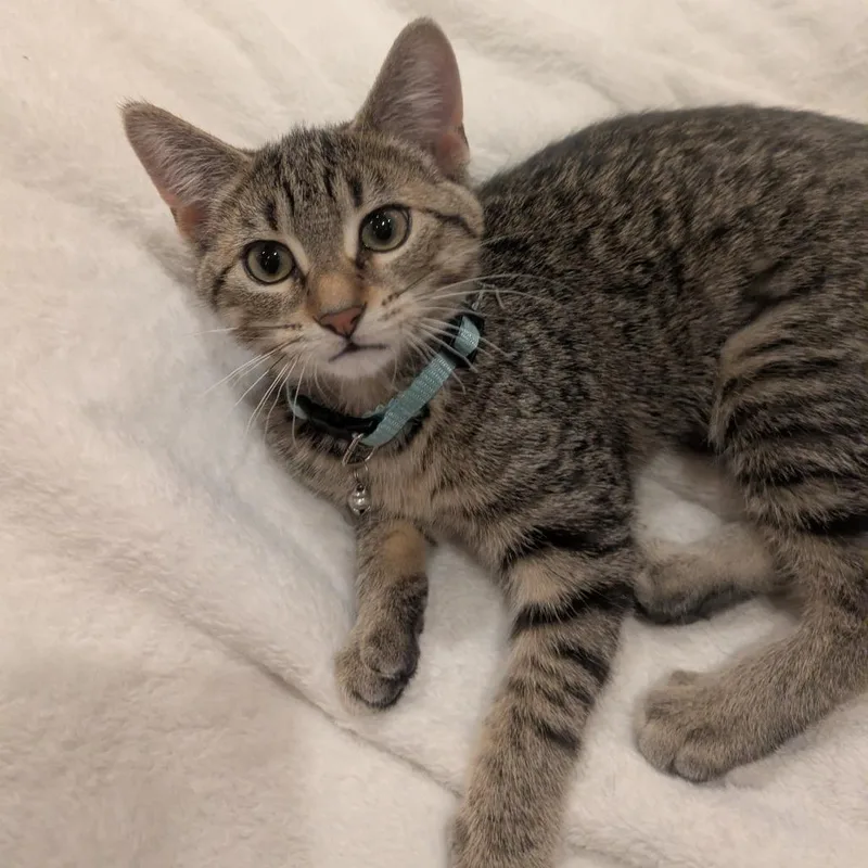 Purrsephone thumbnail 2