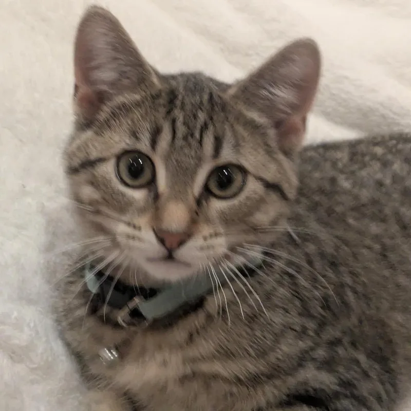 Purrsephone thumbnail 3