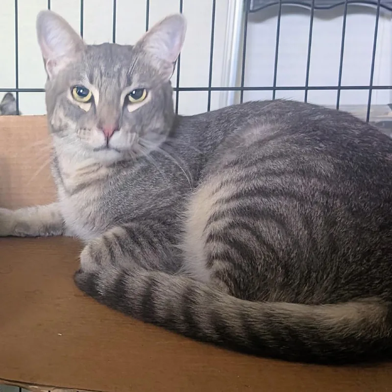 A young small-sized male Gray / Blue / Silver Domestic Short Hair cat named Tex for adoption in Long Beach, CA