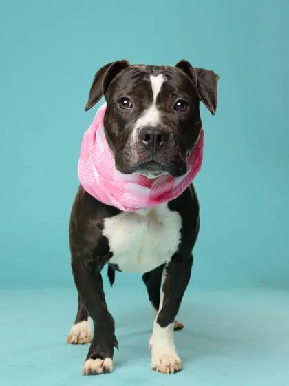 An adult medium-sized female Mixed Breed dog named Tottely for adoption in Atlanta, GA