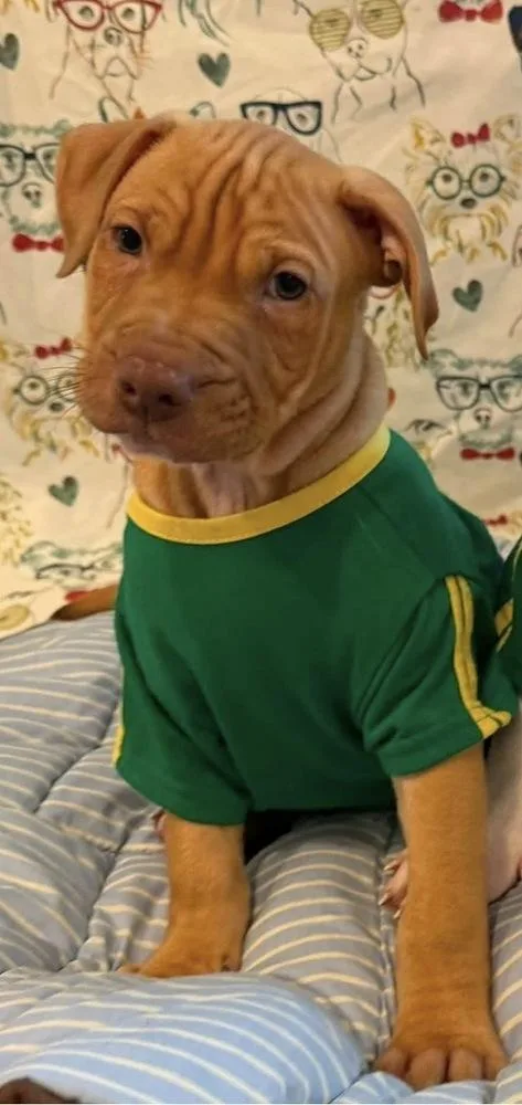 A baby medium-sized male Brown / Chocolate Pit Bull Terrier dog named Thunder for adoption in Scranton, PA