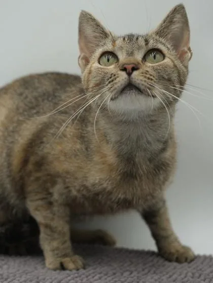 An adult medium-sized female Domestic Short Hair cat named Lily for adoption in Bowling Green, KY