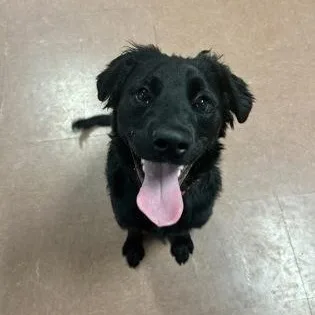 A young medium-sized male Black Shepherd dog named Mambo for adoption in Rapid City, SD
