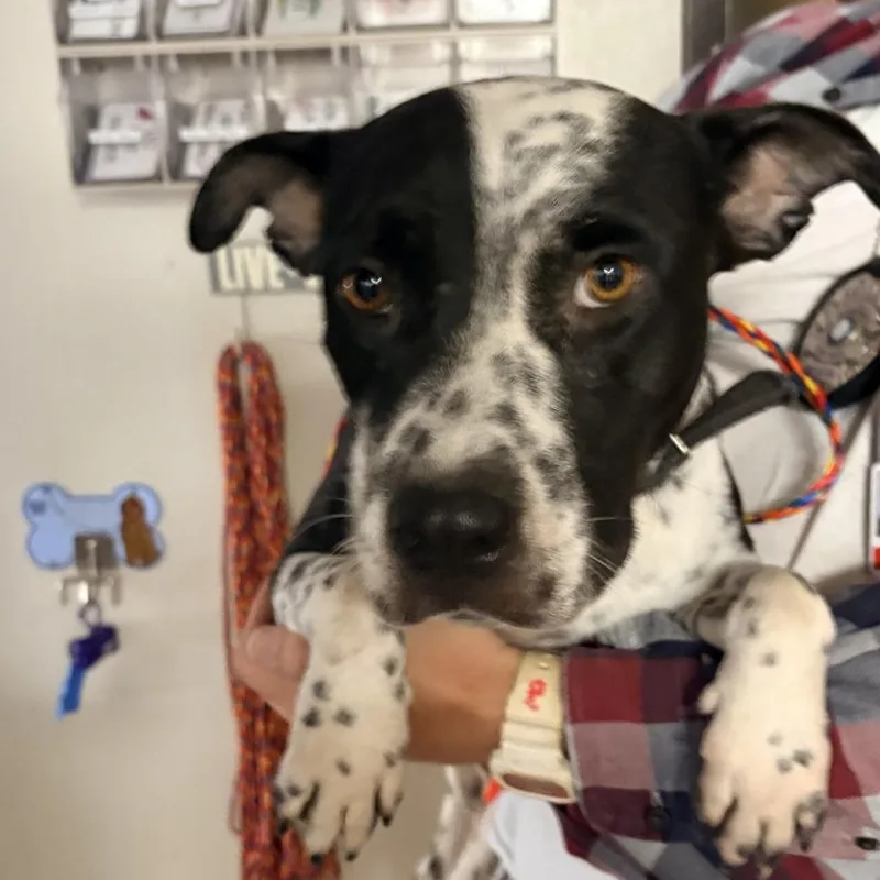 An adult medium-sized female Black Pit Bull Terrier dog named Vraska for adoption in Bryan, TX