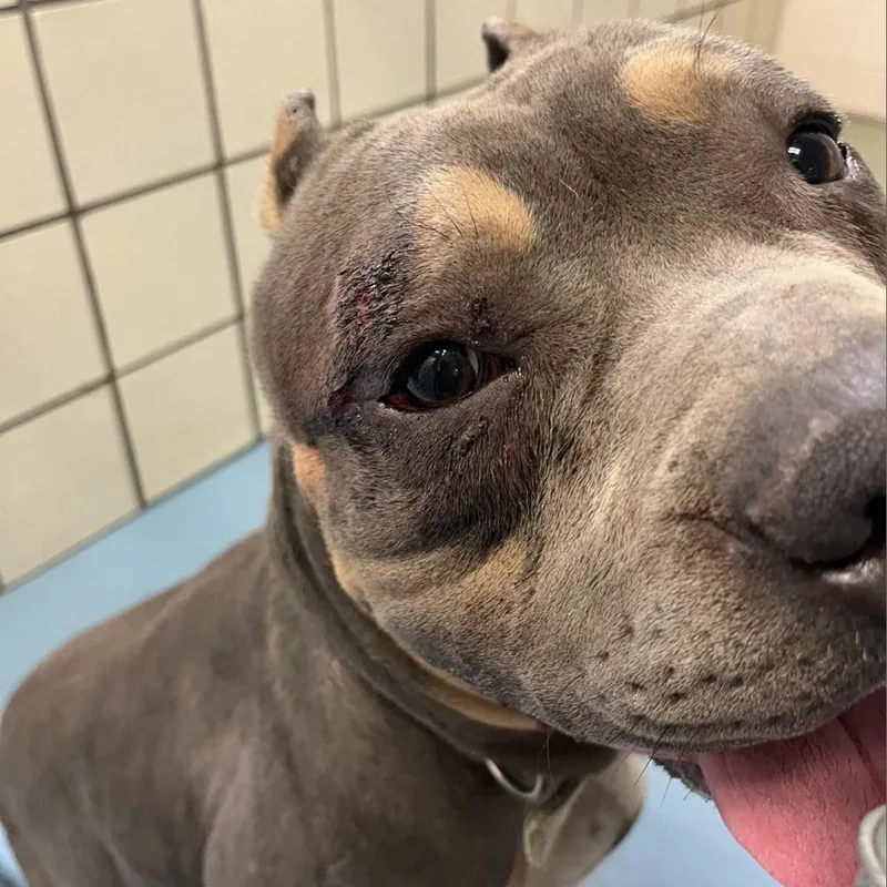 An adult large-sized male Gray / Blue / Silver American Bulldog dog named Ali for adoption in Lufkin, TX