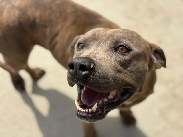 An adult medium-sized male Pit Bull Terrier dog named Sid for adoption in Tulsa, OK