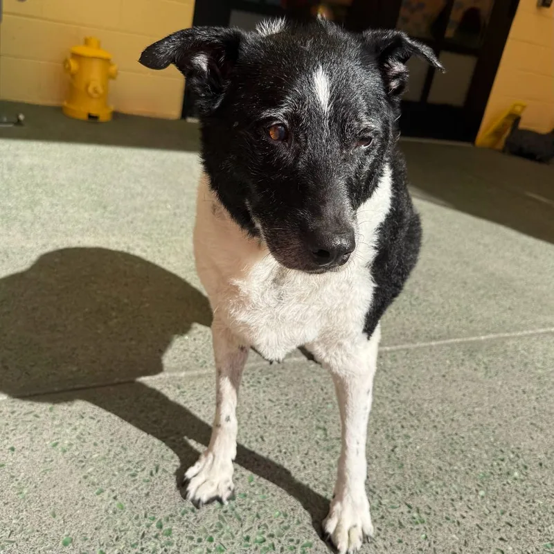 A senior medium-sized male White / Cream Border Collie dog named Good Sir for adoption in San Francisco, CA