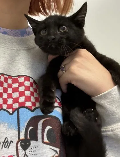 A baby small-sized male Domestic Short Hair cat named Pablo Picasso for adoption in Palm Coast, FL