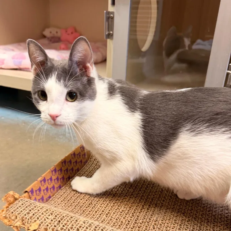 A young medium-sized male Domestic Short Hair cat named Caspian for adoption in Pagosa Springs, CO