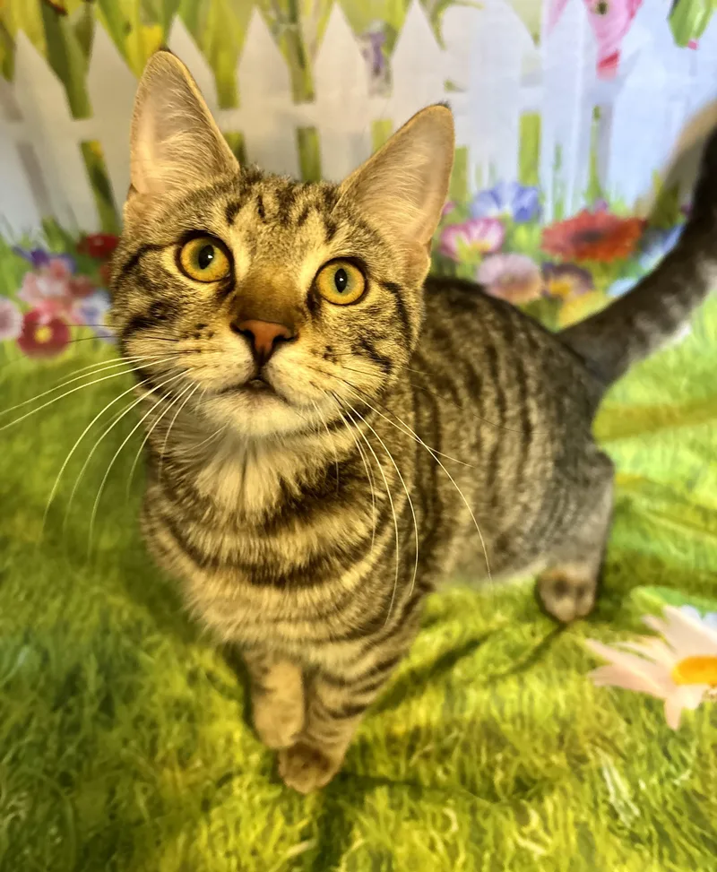 A baby large-sized male Domestic Short Hair cat named Paddy for adoption in Cincinnati, OH